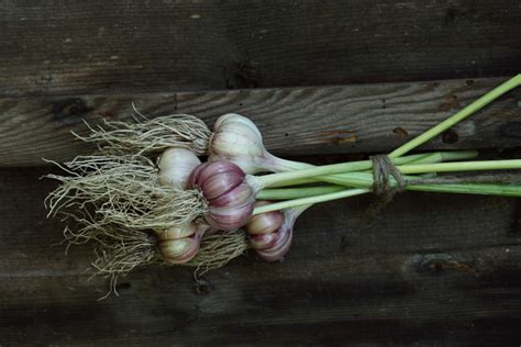 How to Grow Garlic in 3 Steps for Maximum Flavor