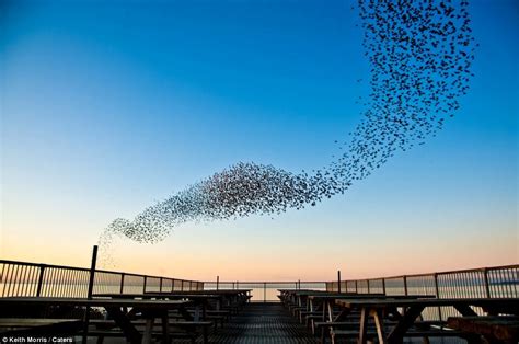 Aerial Dance At Least 50000 Starlings Are Thought To Make Up The