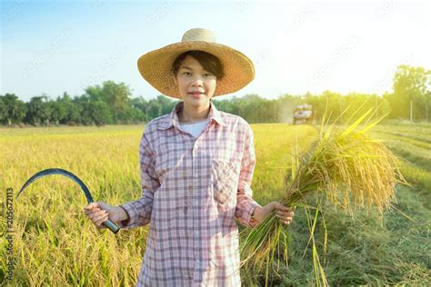 Smile Farmer Woman Wear Hat Using Sickle To Harvesting Rice Paddy In Rice Field With Tractor