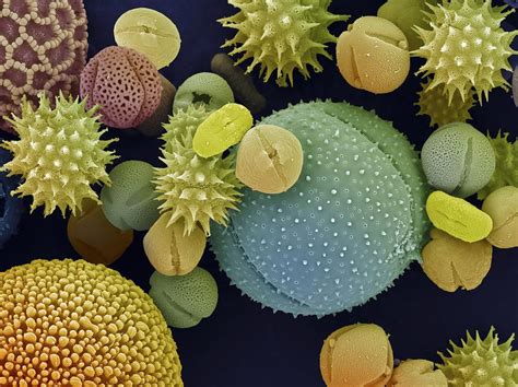 Pollen Grains Photograph By Ami Imagesscience Photo Library Pixels Merch