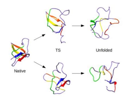 Protein Folding Unfolding Pathways Daggett Research Group