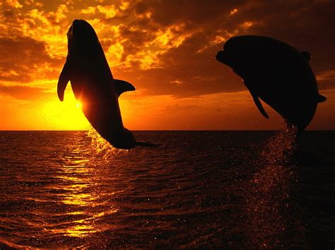 Hd Wallpaper Gray Dolphin Jump Sea Sunset Nature Water Animal