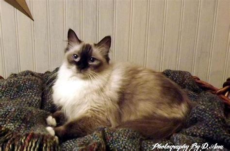 Balinese Cat For Sale Nj