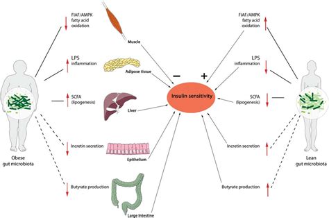 Possible Links Between The Gut Microbiota And Metabolism Details See