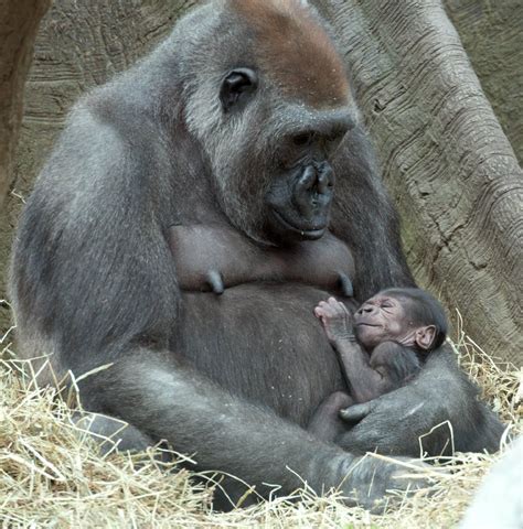 The Bronx Zoo Welcomes 2 New Adorable Baby Gorillas Baby Gorillas