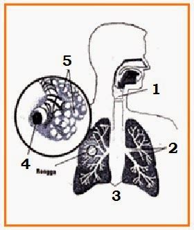 Ujian Sistem Respirasi Kelas Xi Biology Page
