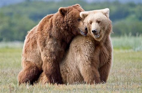 Bears Mating Animal Mating Pinterest