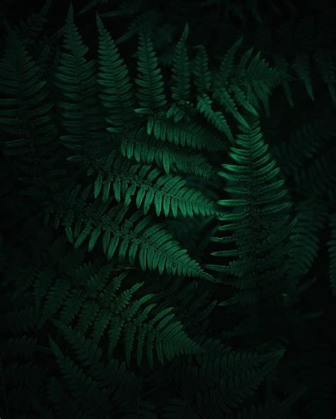 Kawaii style often offsets bold designs with soft colors. gJ95fM2.jpg (1080×1350) | Dark green aesthetic, Green ...