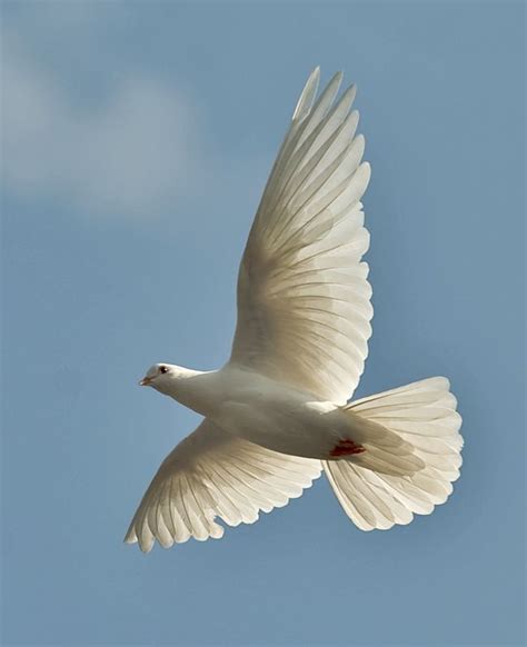 White Dove In Flight White Doves Pet Birds Pretty Birds