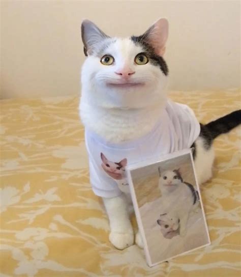 Polite Cat Wearing His Own Merch Cat Memes Cats Kittens Funny