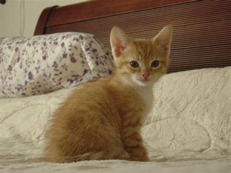 Free kittens to good home. Orange Tabby Kitten by leopardspots on DeviantArt
