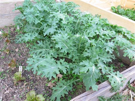 Avoid areas where any member of the cabbage family grew the year before. coldframewhiterussiankale | Happy Acres Blog