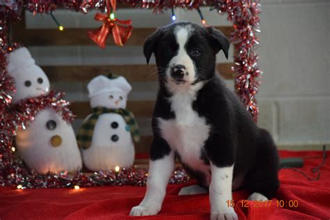 Border Collie Norwegian Elkhound Mix Puppy For Sale Male Brandon App