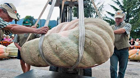 How Truly Massive Is The Worlds Heaviest Pumpkin