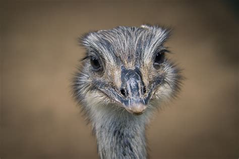 Emu Bird Animal Free Photo On Pixabay Pixabay
