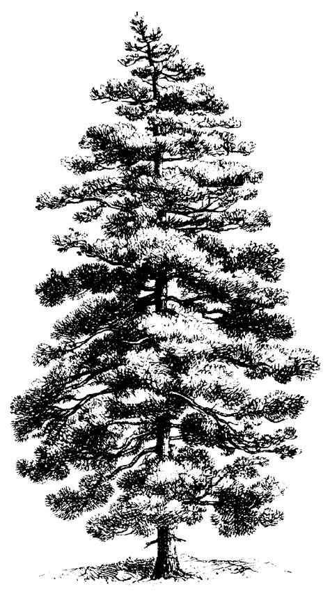 Pine Tree Clipart Black And White Turgid Journal Photo Galery