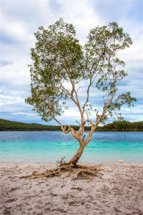 When tea tree plants grow beside a lake, as they do at lake ainsworth, their supernatural oil drips down into the water, creating something similar to a 'medical bath'. 12 things to do on Fraser Island