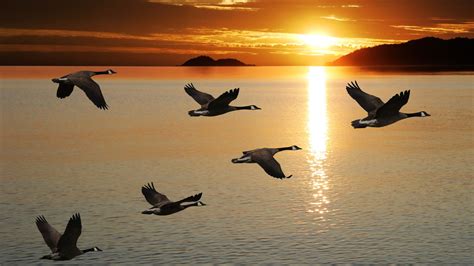 Why Do Canadian Geese Fly At Night Mental Floss