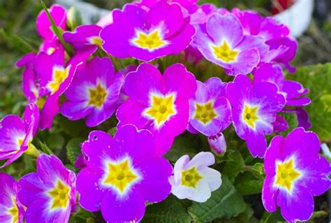 Ultimate Guide To Primrose Flower Meaning And Symbolism Petal Republic