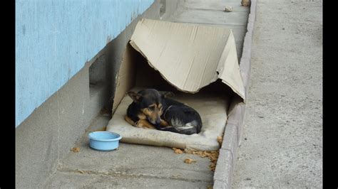 Homeless Dog Living In A Cardboard Box Gets Rescued And Has A