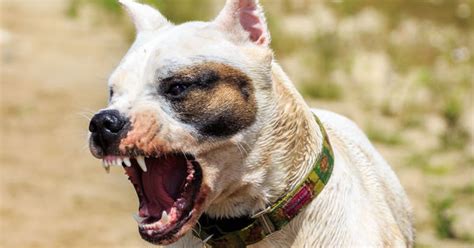 Pet Care Symptoms Barking Howling Whining Petpremium