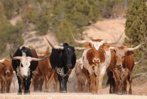 Herd Of Texas Longhorn Cattle In Southern Utah Mountains Stock Photo