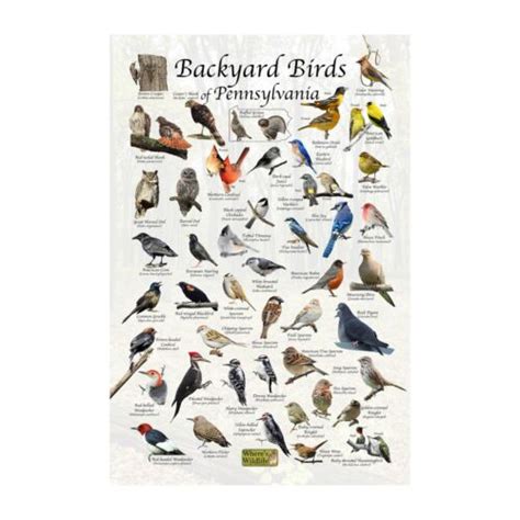 Birds Of Pennsylvania Backyard Bird Identification Post Birding Field