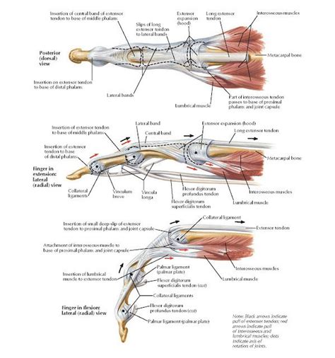 flexor and extensor tendons in fingers anatomy insertion of central band of extensor tendon to