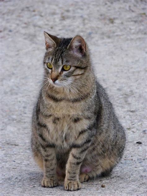 If you don't notice fast enough, they might get directly underfoot and swirl from one leg to the other. How to Tell if a Stray Cat is Pregnant: 7 Signs to Look ...