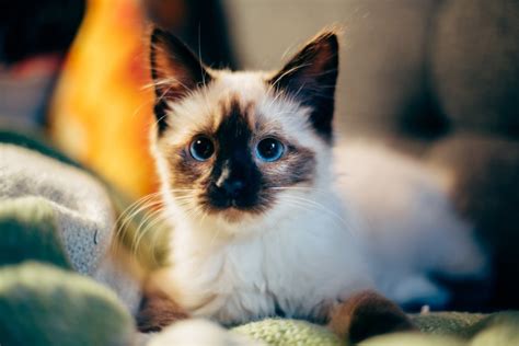 The Best Hypoallergenic Cat Breeds For Need Emotional Support