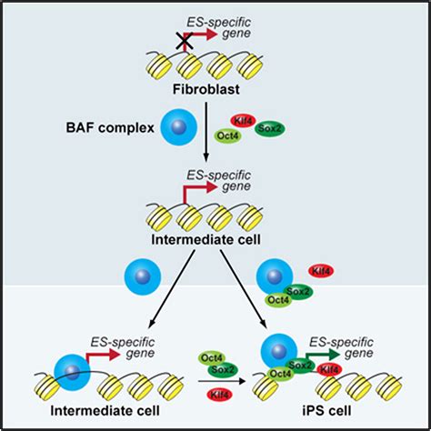 chromatin remodeling components of the baf complex facilitate reprogramming cell
