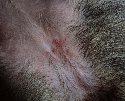 Are These Flea Bites Pic German Shepherd Dog Forums