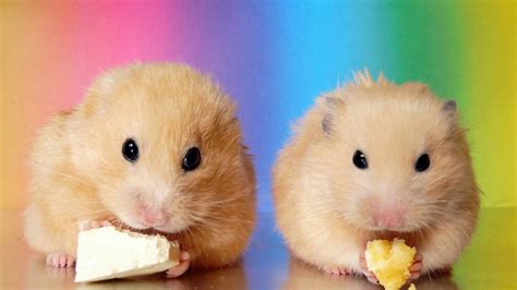 Should Golden Syrian Hamsters Be Housed In The Same Cage