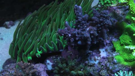 Fadis 180 Gallons Sps Reef Tank Two Years Update Youtube