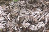 Swarming Termites Pictures Pictures