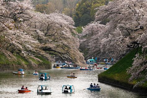 Nhật Bản đẹp Như Tiên Cảnh Khi Hoa Anh đào Nở Rộ Tạp Chí Doanh Nghiệp