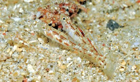 10 New Species Of Gobies For Nano Fish Fans Coral Magazine