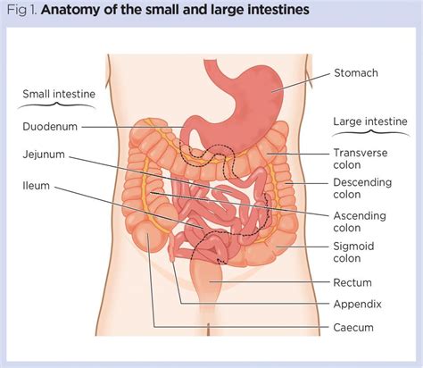 Seven Parts Of The Large Intestine In Order Starting With Proximal End
