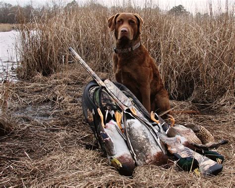6 Best Duck Hunting Dog Breeds Outdoor Enthusiast Lifestyle Magazine
