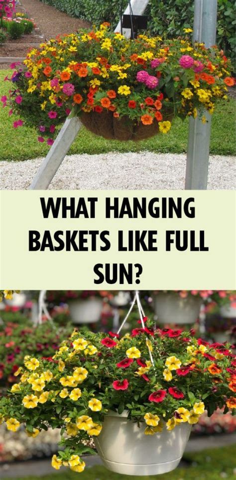 What Hanging Baskets Like Full Sun Hangingbaskets What Hanging