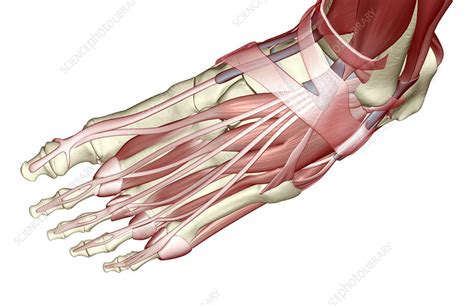 The third plantar layer consists of the tendon of tibialis posticus (10), the flexor brevis pollicis (15), the adductor pollicis (21), the flexor brevis minimi digiti (17), and, running across the foot, the transversus pedis (22). The muscles of the foot - Stock Image - F001/6554 ...