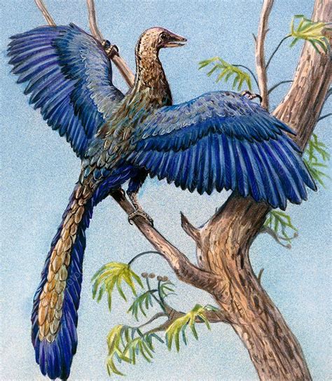 Archaeopteryx Illustration Eleven Specimens Of Archaeopteryx Have