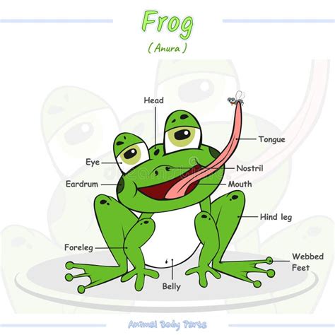 Body Parts Of Frog Animals Anatomy In English For Kids Learning Words