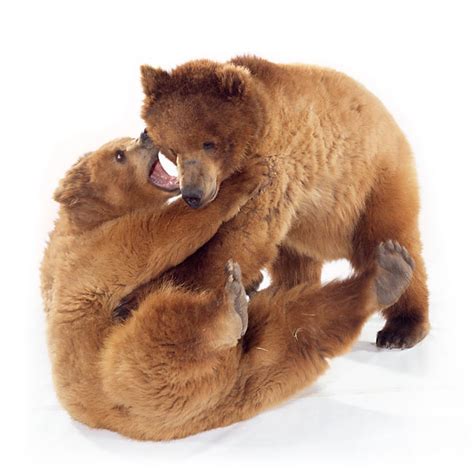 Kodiak Bear Animal Stock Photos Kimballstock