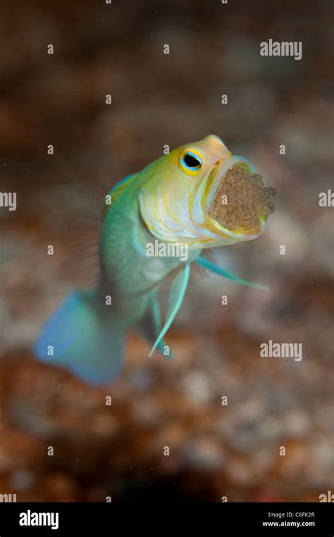 Male Yellowheaded Jawfish Opistognathus Aurifrons Incubating Clutch