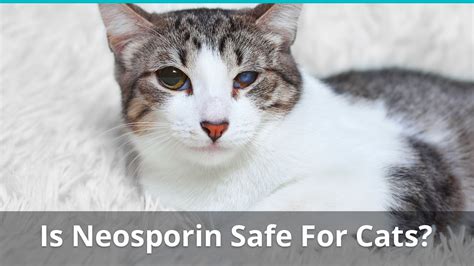 Neosporin For Cat Wound Care Is It Safe Can You Use It