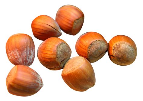 Nut Clipart Hazelnut Picture 1765286 Nut Clipart Hazelnut