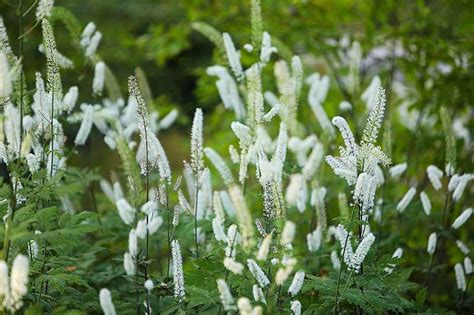 How To Grow And Care For Baneberry Shrubs Actaea