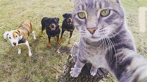Cat Takes An Amazing Selfie With Its Dog Friends Youtube