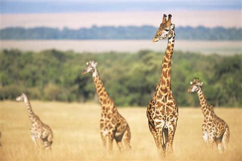 Los Mejores Destinos Para Un Safari Africano Familiar 2024 Exoviajes